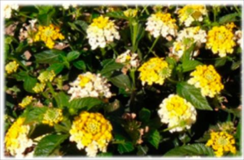 Photo de variété de fleurs à utiliser comme: Pot et Plante à massif Lantana camara Bandana Lemon Zest