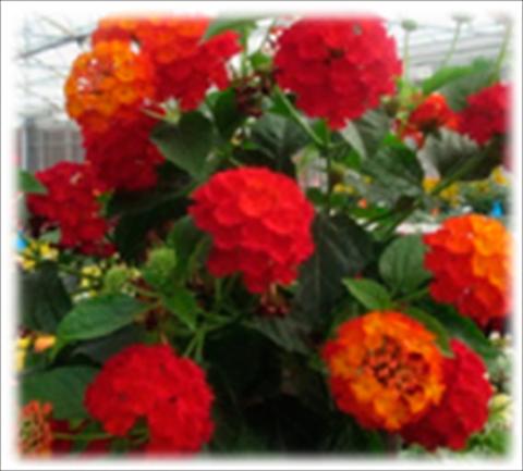 Photo de variété de fleurs à utiliser comme: Pot et Plante à massif Lantana camara Bandana Red improved