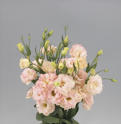 Photo de variété de fleurs à utiliser comme: Fleur coupée Lisianthus F.1 Super Magic Peach