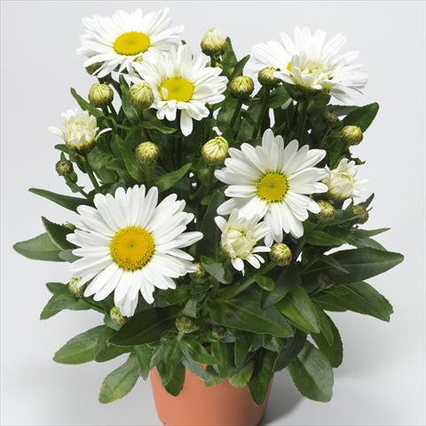 Photo de variété de fleurs à utiliser comme: Pot et Plante à massif Leucanthemum Western Star Taurus
