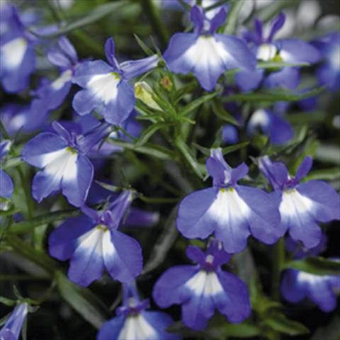 Photo de variété de fleurs à utiliser comme: Pot Lobelia erinus Techno DC Big Blue Eye
