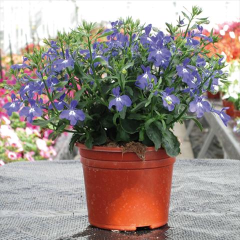 Photo de variété de fleurs à utiliser comme: Pot Lobelia erinus Techno Up Blue