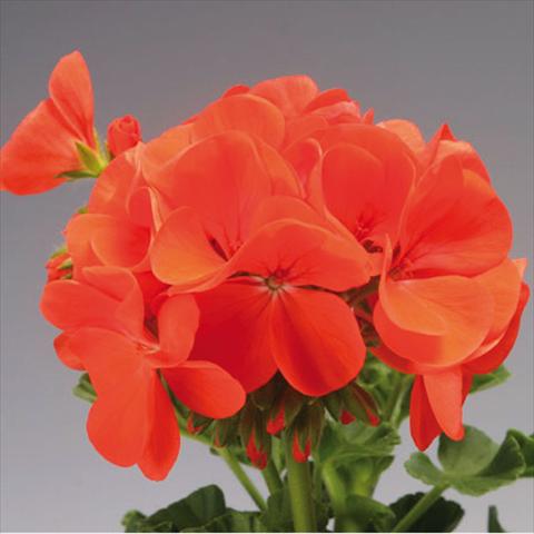 Photo de variété de fleurs à utiliser comme: Pot et Plante à massif Pelargonium x hortorum F.1 Pinto Premium Orange