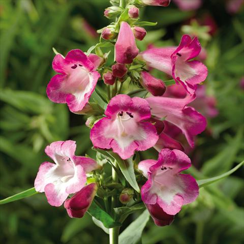Photo de variété de fleurs à utiliser comme: Pot et Plante à massif Penstemon hartwegii Arabesque Orchid