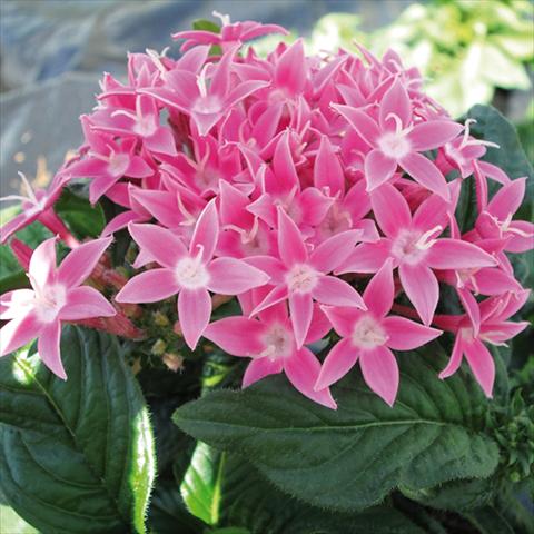 Photo de variété de fleurs à utiliser comme: Pot et Plante à massif Pentas lanceolata BeeBright Pink