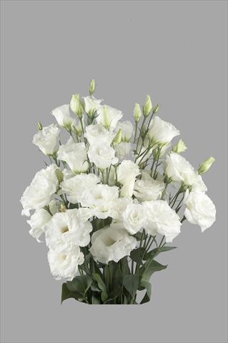 Photo de variété de fleurs à utiliser comme: Fleur coupée Lisianthus F.1 Super Magic White