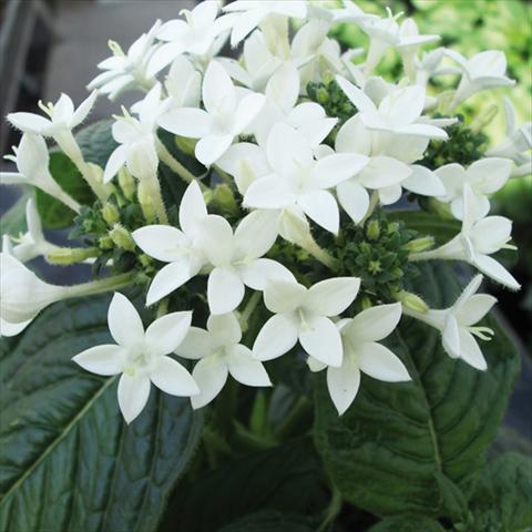 Photo de variété de fleurs à utiliser comme: Pot et Plante à massif Pentas lanceolata BeeBright White