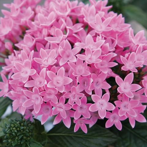 Photo de variété de fleurs à utiliser comme: Pot et Plante à massif Pentas lanceolata Honey Cluster Pink