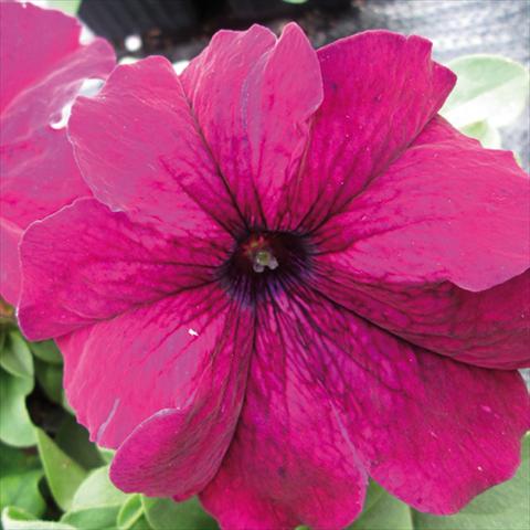 Photo de variété de fleurs à utiliser comme: Pot et Plante à massif Petunia grandiflora Duvet Burgundy