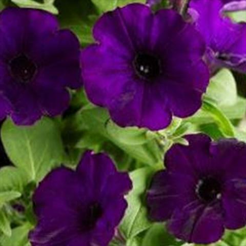 Photo de variété de fleurs à utiliser comme: Pot et Plante à massif Petunia hybrida Sanguna Patio Blue