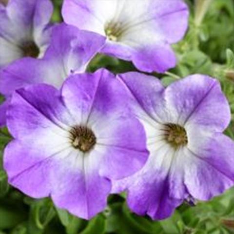 Photo de variété de fleurs à utiliser comme: Pot et Plante à massif Petunia hybrida Sanguna Patio Blue Morn