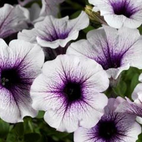 Photo de variété de fleurs à utiliser comme: Pot et Plante à massif Petunia hybrida Sanguna Patio Blue Vein