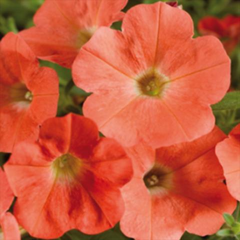Photo de variété de fleurs à utiliser comme: Pot et Plante à massif Petunia hybrida Whispers