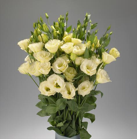 Photo de variété de fleurs à utiliser comme: Fleur coupée Lisianthus F.1 Super Magic Yellow
