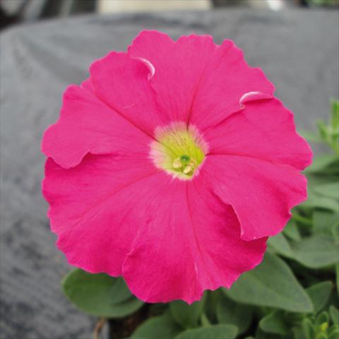 Photo de variété de fleurs à utiliser comme: Pot et Plante à massif Petunia milliflora Picobella Pink