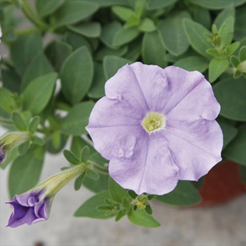 Photo de variété de fleurs à utiliser comme: Pot et Plante à massif Petunia milliflora Picobella Cascade Sky Blue