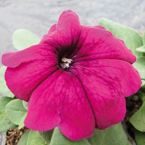 Photo de variété de fleurs à utiliser comme: Pot et Plante à massif Petunia multiflora Damask Purple