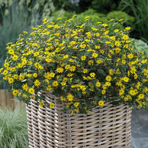 Photo de variété de fleurs à utiliser comme: Pot et Plante à massif Sanvitalia Sundance Trailing Golden Yellow