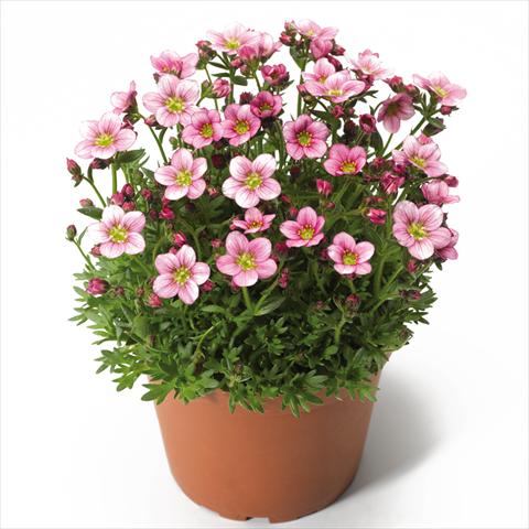 Photo de variété de fleurs à utiliser comme: Pot Saxifraga x arendsii Alpino Pink