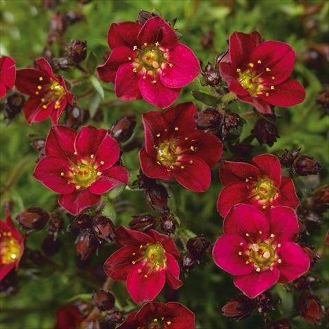 Photo de variété de fleurs à utiliser comme: Pot Saxifraga x arendsii Alpino Red