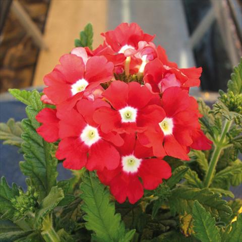 Photo de variété de fleurs à utiliser comme: Pot et Plante à massif Verbena hybrida Tuscany Scarlet with Eye