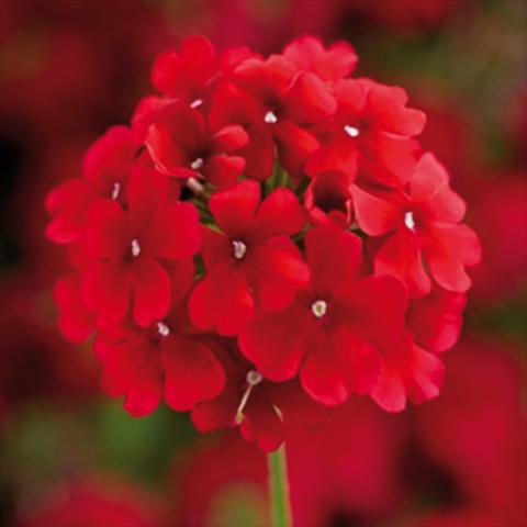 Photo de variété de fleurs à utiliser comme: Pot et Plante à massif Verbena hybrida Lanai Synchro Early Dark Red