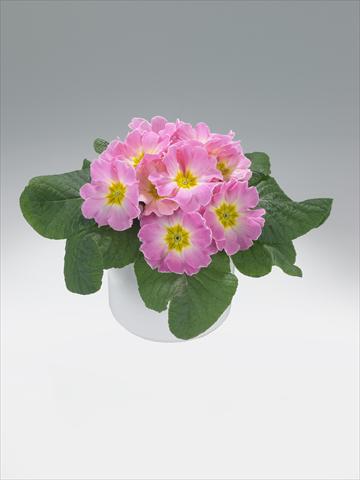 Photo de variété de fleurs à utiliser comme: Suspension / pot Primula acaulis, veris, vulgaris Mega Appleblossom