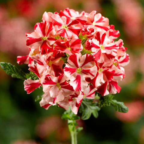 Photo de variété de fleurs à utiliser comme: Pot et Plante à massif Verbena hybrida Lanai Synchro Red Star