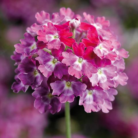 Photo de variété de fleurs à utiliser comme: Pot et Plante à massif Verbena hybrida Lanai Twister Burgundy