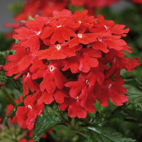 Photo de variété de fleurs à utiliser comme: Pot et Plante à massif Verbena hybrida Magelana Scarlet improved