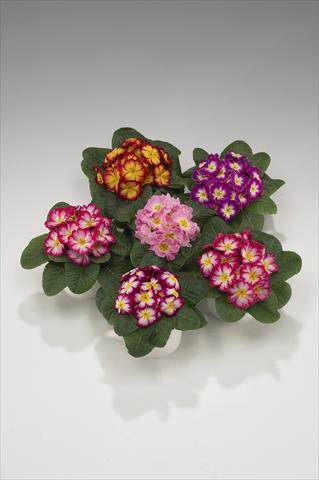Photo de variété de fleurs à utiliser comme: Suspension / pot Primula acaulis, veris, vulgaris Mega Bicolor