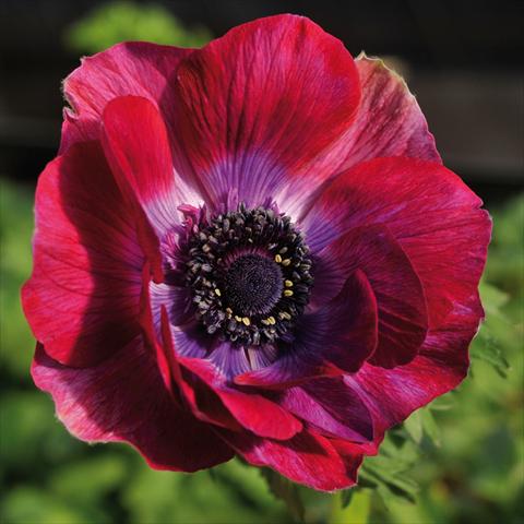 Photo de variété de fleurs à utiliser comme: Fleur coupée Anemone coronaria L. Mistral® Bordeaux
