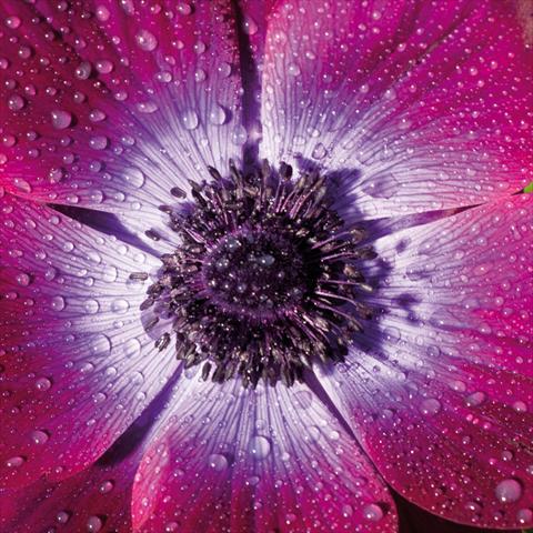 Photo de variété de fleurs à utiliser comme: Fleur coupée Anemone coronaria L. Mistral® Magenta