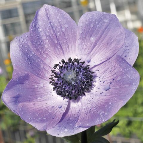 Photo de variété de fleurs à utiliser comme: Fleur coupée Anemone coronaria L. Mistral® Plus Nadja