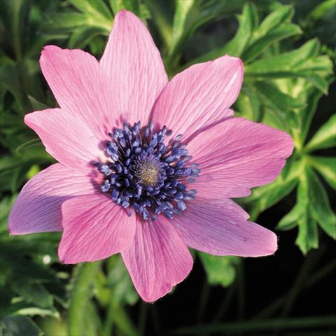Photo de variété de fleurs à utiliser comme: Fleur coupée Anemone coronaria L. Linea Concerto® Fuchsia