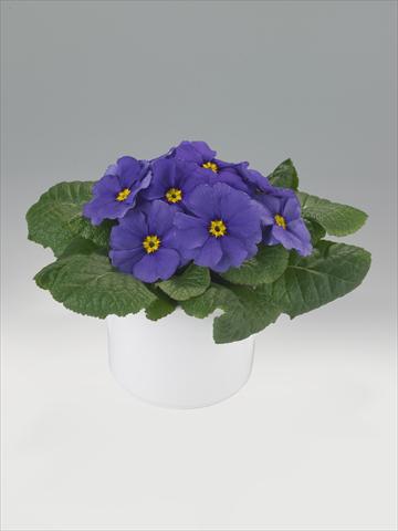 Photo de variété de fleurs à utiliser comme: Suspension / pot Primula acaulis, veris, vulgaris Mega Blue Shades