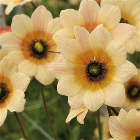 Photo de variété de fleurs à utiliser comme: Fleur coupée Anemone coronaria L. Linea Concerto® Giallo Crema