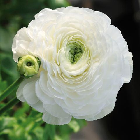 Photo de variété de fleurs à utiliser comme: Fleur coupée Ranunculus asiaticus Elegance® Bianco