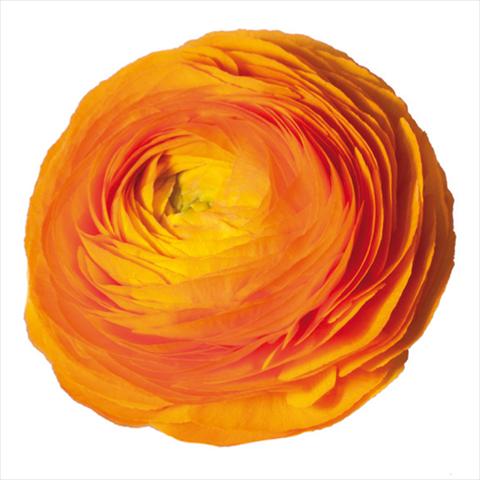 Photo de variété de fleurs à utiliser comme: Fleur coupée Ranunculus asiaticus Elegance® Clementine 38-10