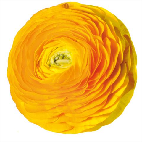 Photo de variété de fleurs à utiliser comme: Fleur coupée Ranunculus asiaticus Elegance® Giallo-2-10