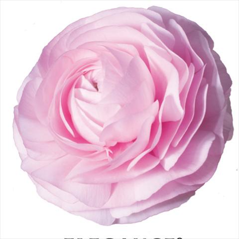Photo de variété de fleurs à utiliser comme: Fleur coupée Ranunculus asiaticus Elegance® Rosa Chiaro 1P10