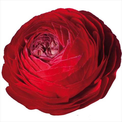 Photo de variété de fleurs à utiliser comme: Fleur coupée Ranunculus asiaticus Elegance® Rosso 154-10