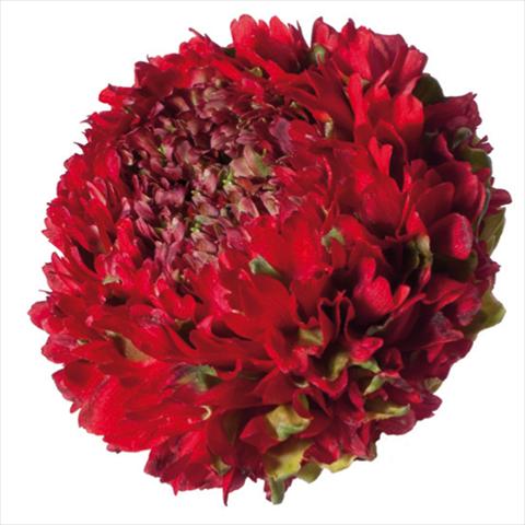 Photo de variété de fleurs à utiliser comme: Fleur coupée Ranunculus asiaticus Pon-Pon® Draco
