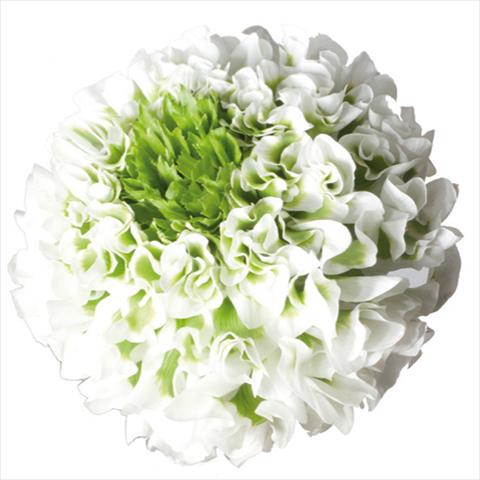 Photo de variété de fleurs à utiliser comme: Fleur coupée Ranunculus asiaticus Pon-Pon® Igloo