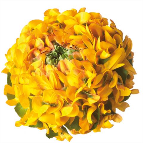 Photo de variété de fleurs à utiliser comme: Fleur coupée Ranunculus asiaticus Pon-Pon® Merlino