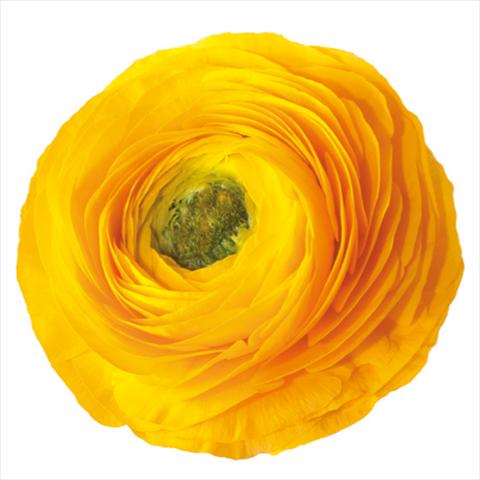 Photo de variété de fleurs à utiliser comme: Fleur coupée Ranunculus asiaticus Success® Edison