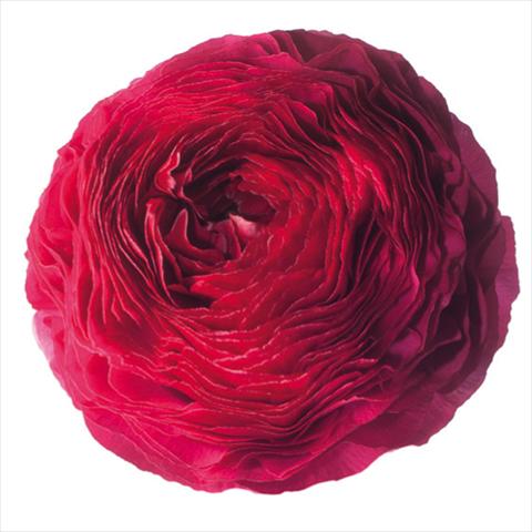 Photo de variété de fleurs à utiliser comme: Fleur coupée Ranunculus asiaticus Success® Passion