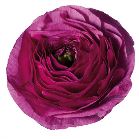 Photo de variété de fleurs à utiliser comme: Fleur coupée Ranunculus asiaticus Success® Renoir