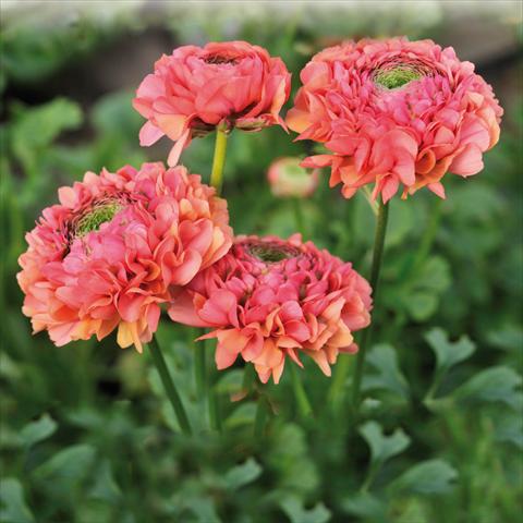 Photo de variété de fleurs à utiliser comme: Fleur coupée Ranunculus asiaticus Pon-Pon® Minerva
