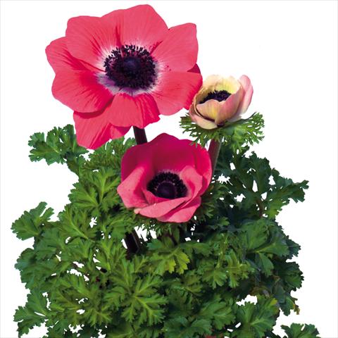 Photo de variété de fleurs à utiliser comme: Fleur coupée Anemone coronaria L. Mistral Plus® Rosa Shokking